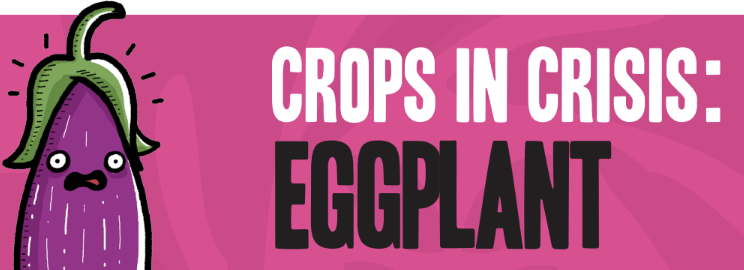 Crops in Crisis: Eggplant